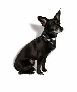 CMT Believe In Yourself - Dog Collar